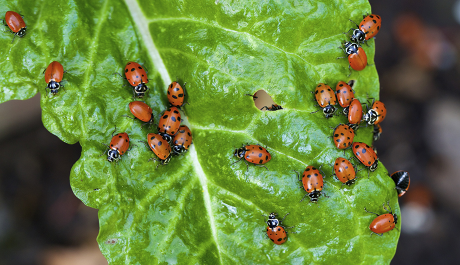 The Beauty and Importance of Wild Plants and Animals | Brilliant Star